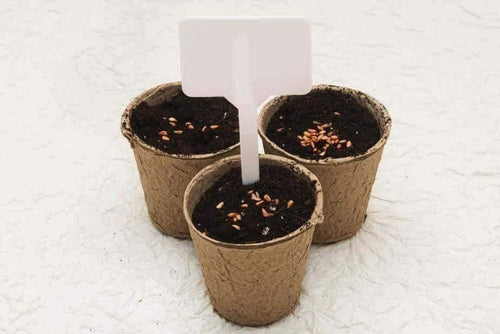 Biodegradable cardboard pots - khanhdev-1