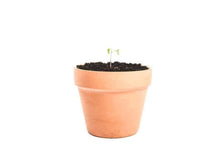 Load image into Gallery viewer, Clay Plant Pot - khanhdev-1